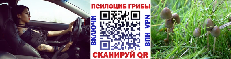 Псилоцибиновые грибы Psilocybine cubensis  Сольцы 